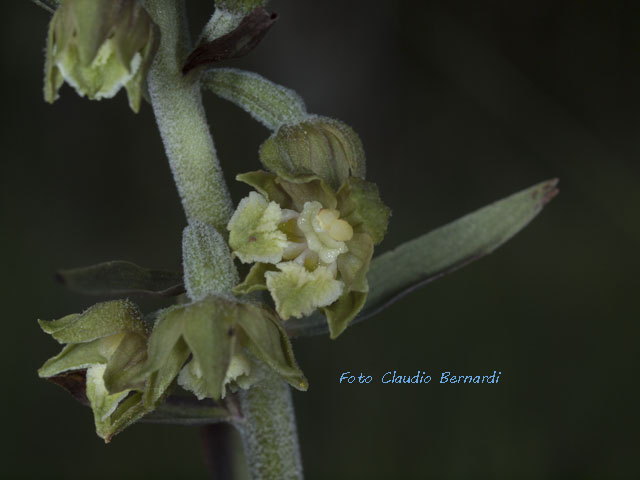 lusus naturae di epipactis microphylla